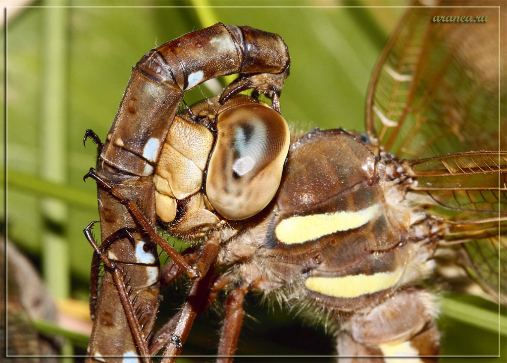 Die Liebe der Einnahme der Schwanz