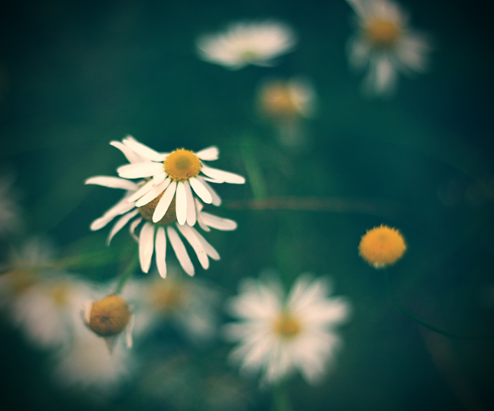 Letzter Tanz des Herbstes Gänseblümchen