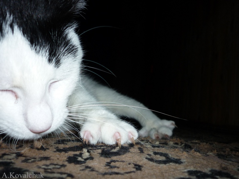 Katzen zu traurig ...