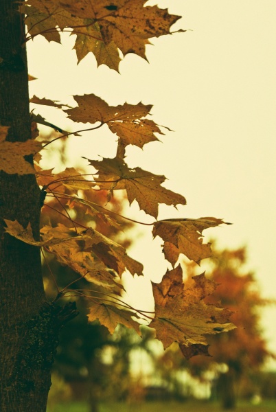 Herbst ist gekommen ..