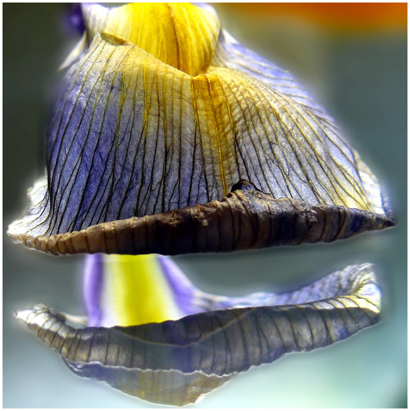 Oder vielleicht gibt Perle? ..