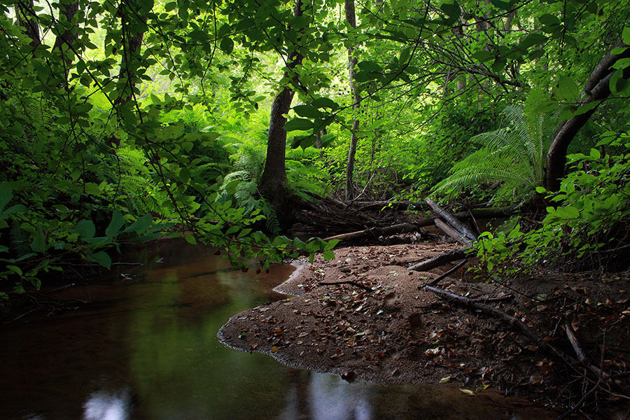 Forest Fairy Tale II (Footprints in the Sand)