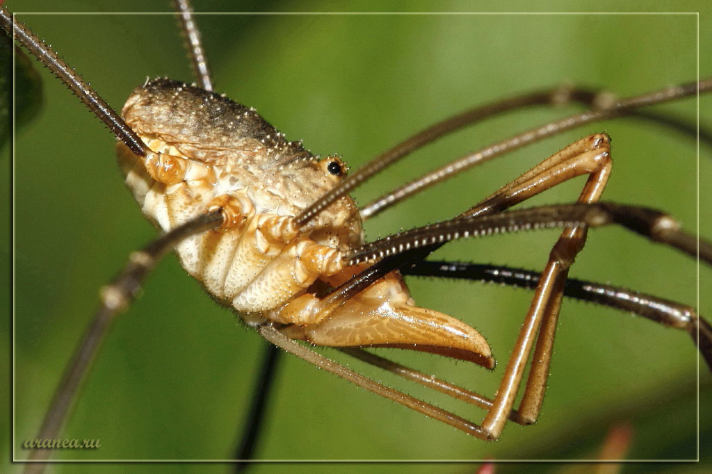 Mars, oder den Kopf auf die Füße ...