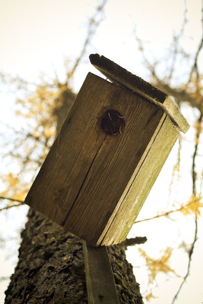 Haus, fiel noch ein Favorit