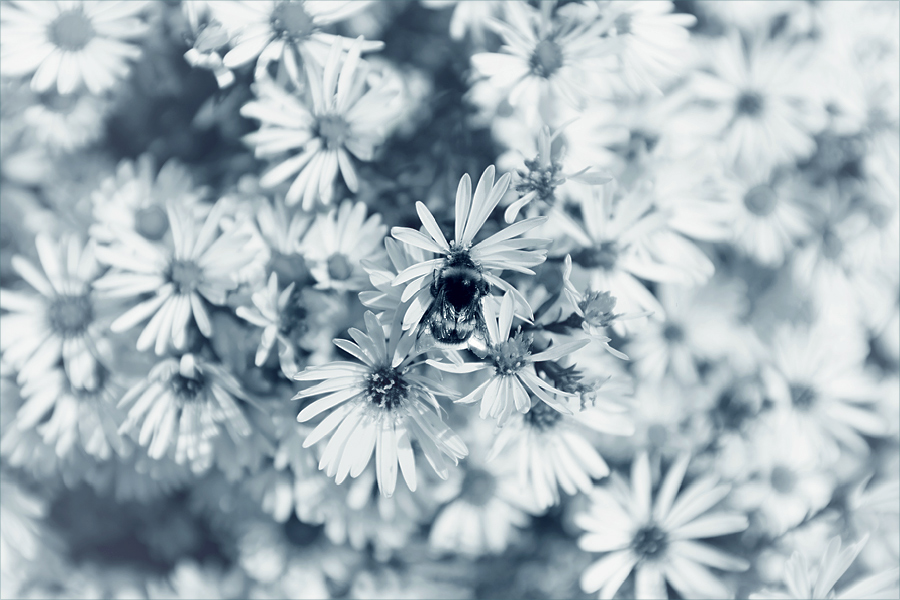 A Little Bee Dream's