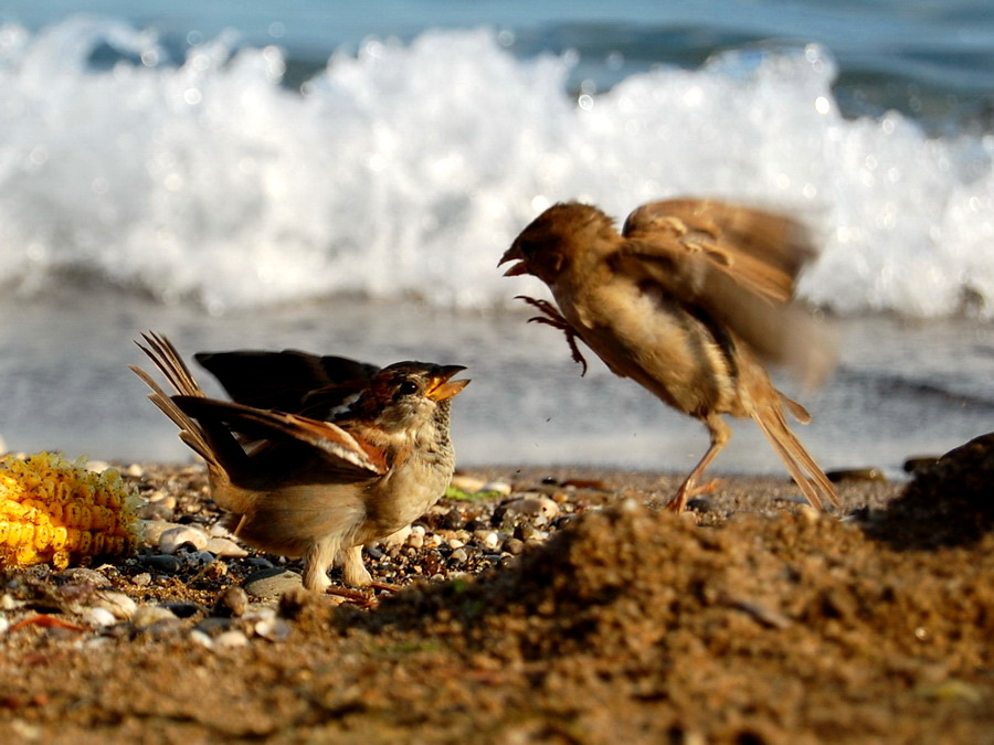 Familiar Strangers - 1