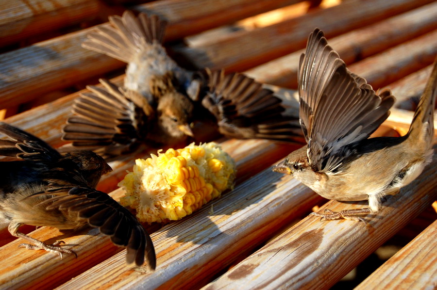 Familiar Strangers - 3