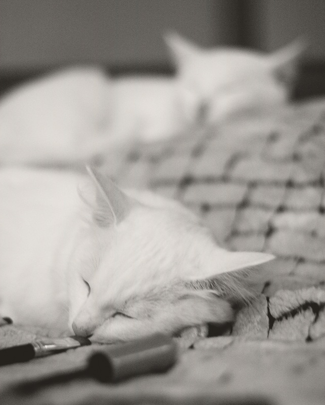 whitecat dreams