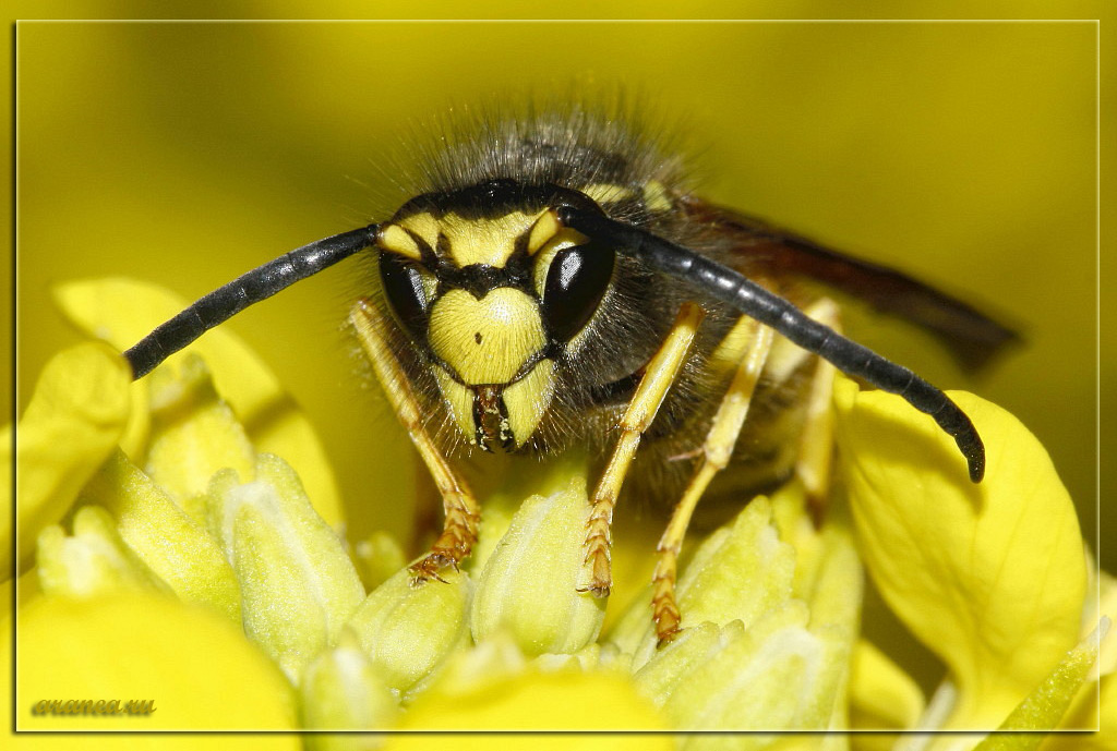 Wespe - die Haare zu Berge stehen!