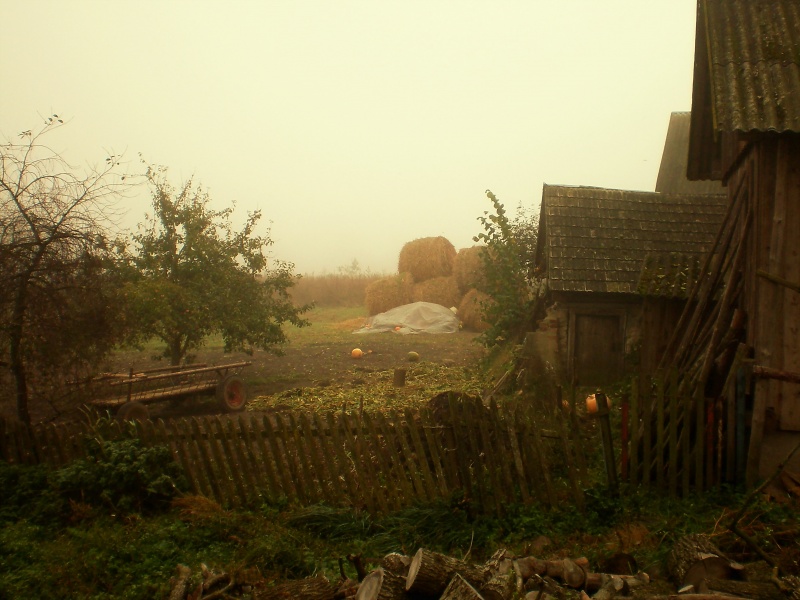 Nebel für einen Igel