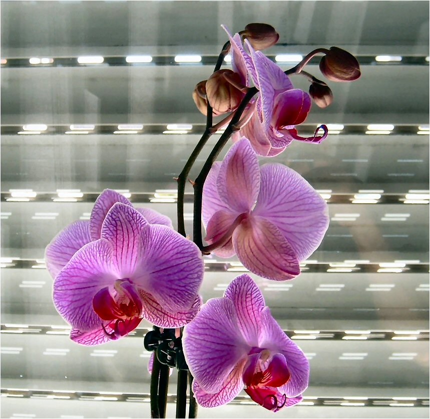 Zimmer tsvetogogo :-)