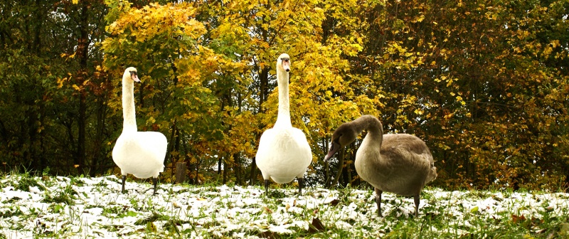 hat noch nicht gelernt