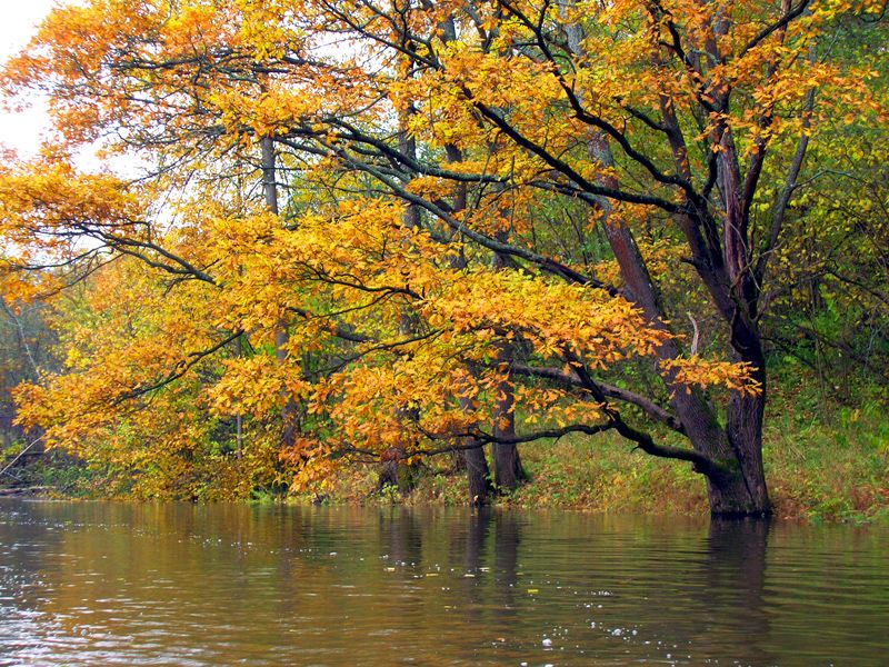 Herbstüberschwemmungen