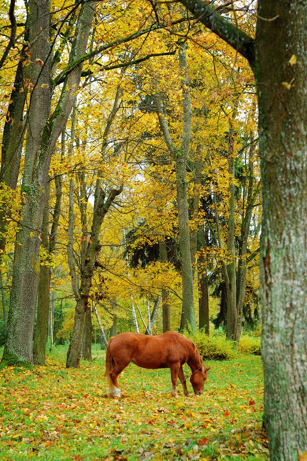 Feeding Red Horse