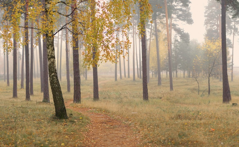 in der immer grünen Wald ..