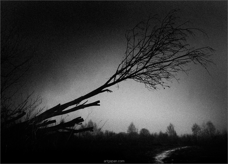 [ road in the woods ]