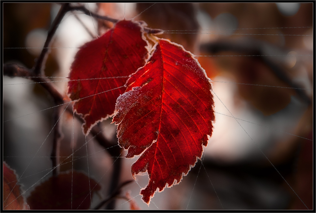 Gekreuzigten Sommer ...