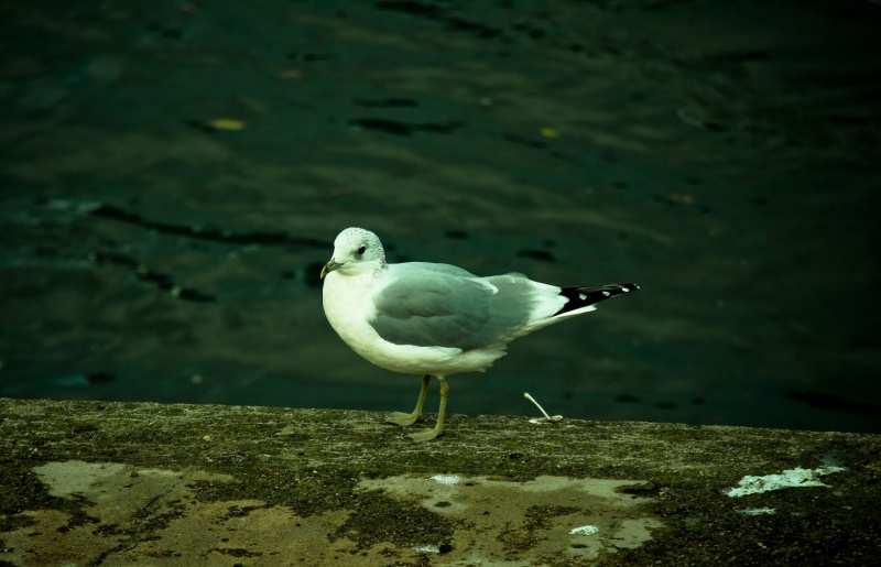 Der Vogel hatte Angst