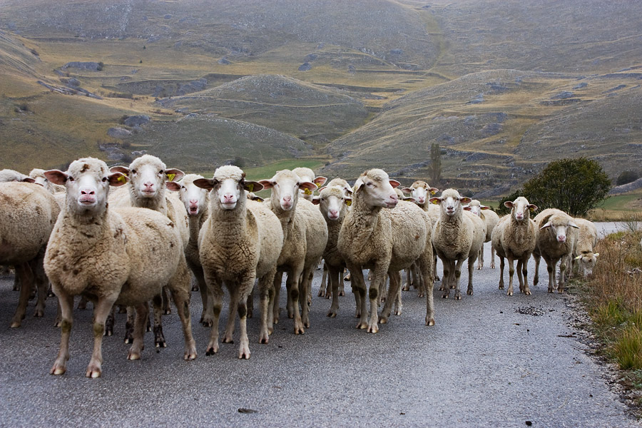 33 Schafe - 33 Zeichen))