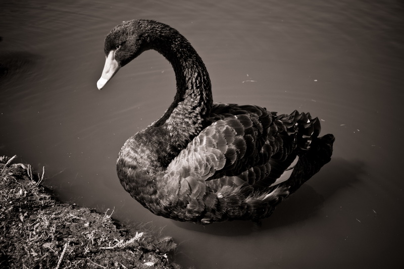Schwarze Schwan
