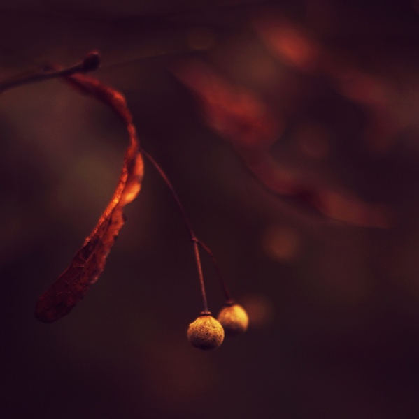 eta Samt Herbst - ich