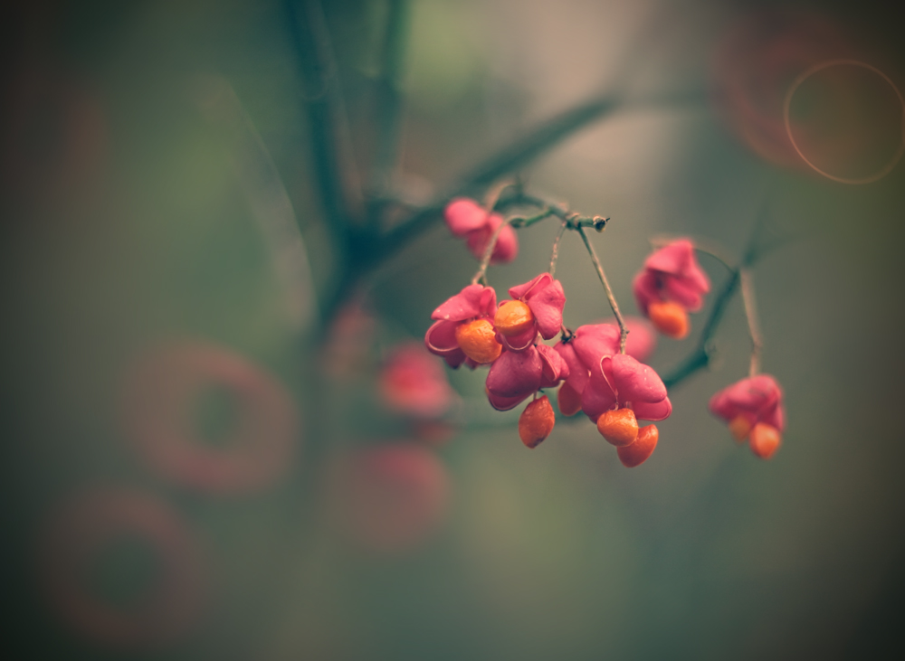 Europäische Pfaffenhütchen