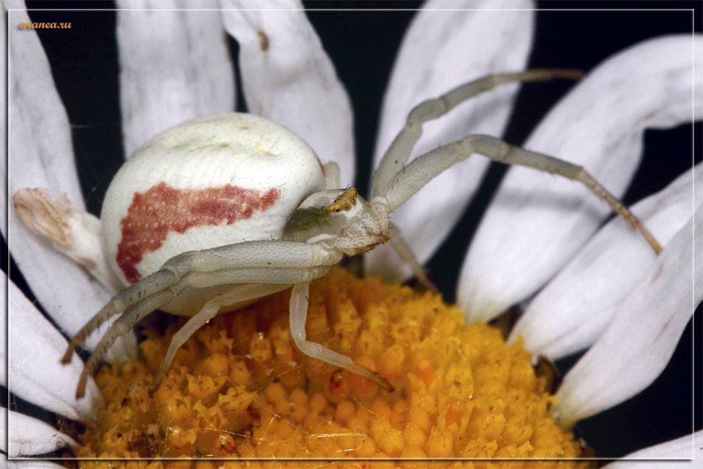 Das war wie eine Fliege ...!