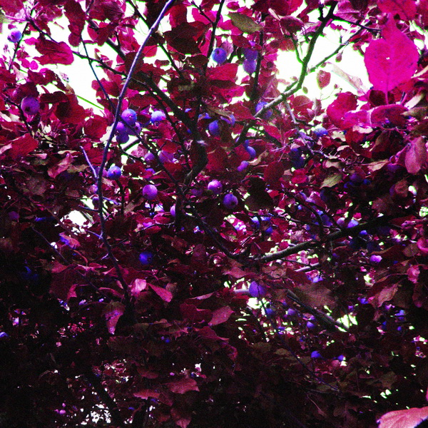 Äpfel. Hypertrophisch Farbe.