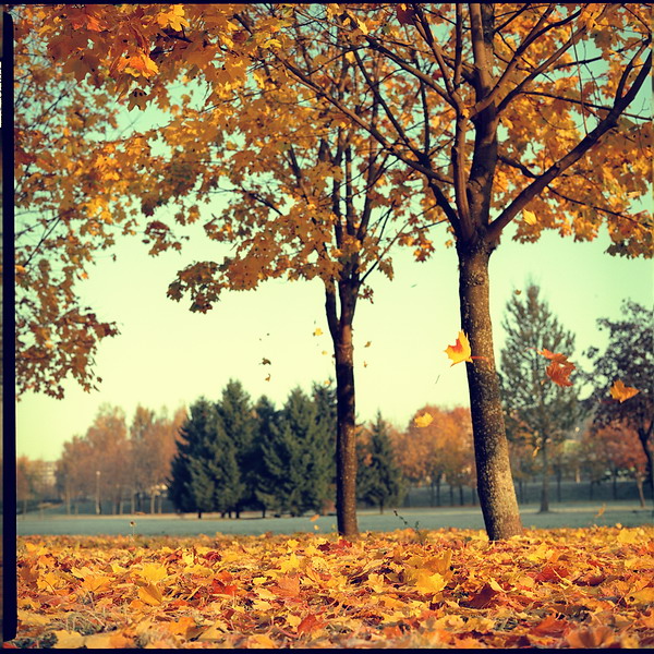 [ autumn sketches *567 ]