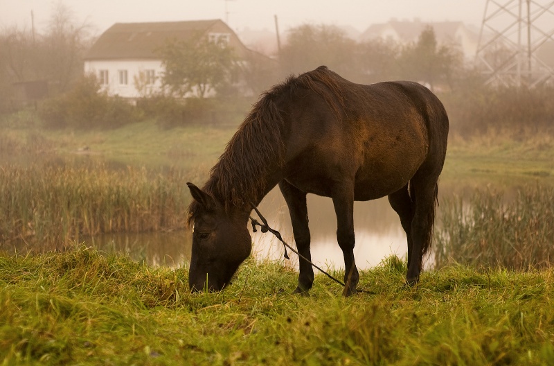 Ich bin der städtischen Pferd