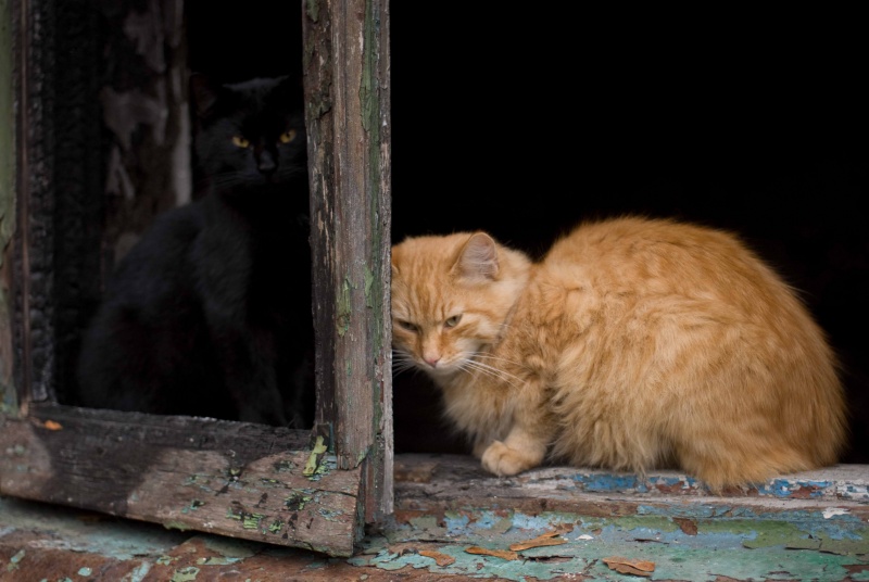 sie sind so anders und so ähnlich (((