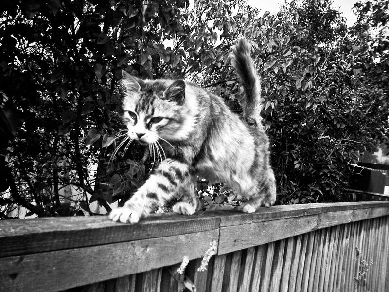 ihren eigenen Weg ...