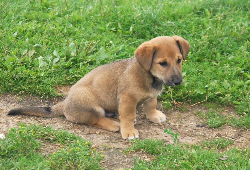 beste Freund des Menschen