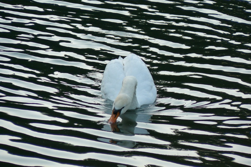 ... Band ... Band schwarz weiß ...