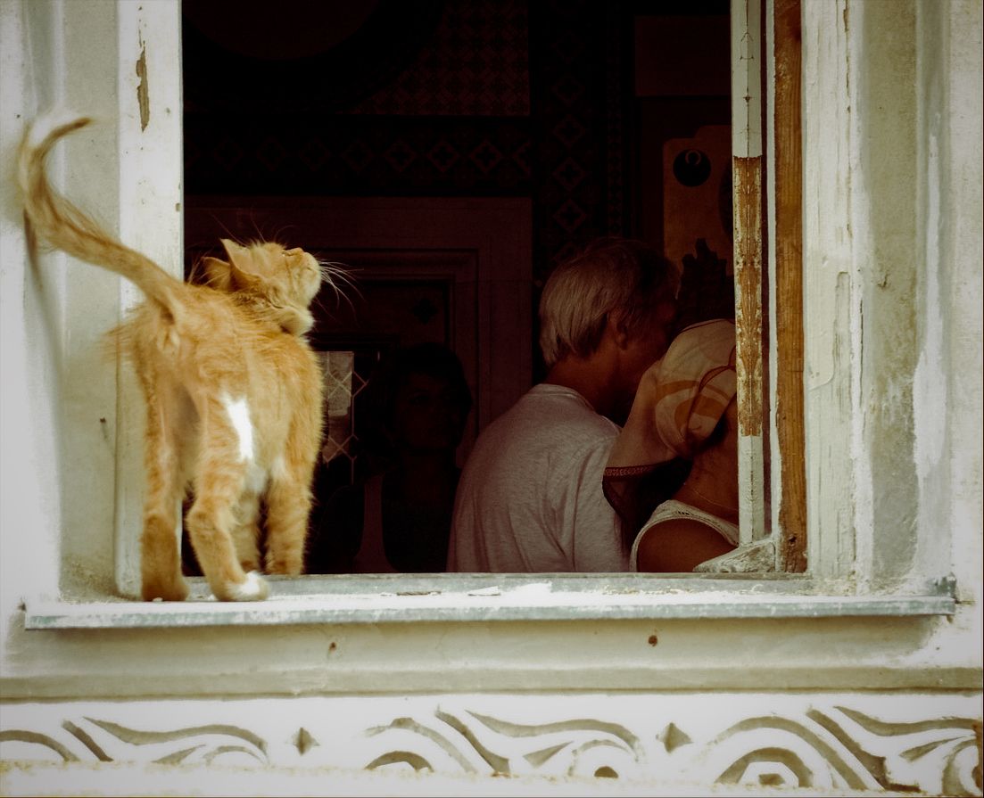 Opium nicht nur für die Menschen ...