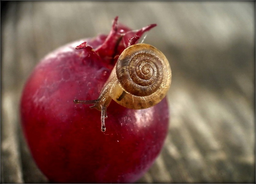 Schnecke