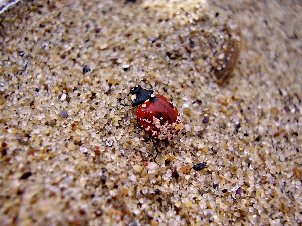einen langen Weg in den Dünen