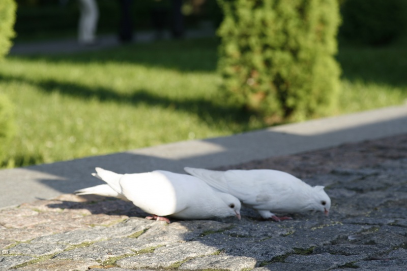 -= Liebe und Tauben =-