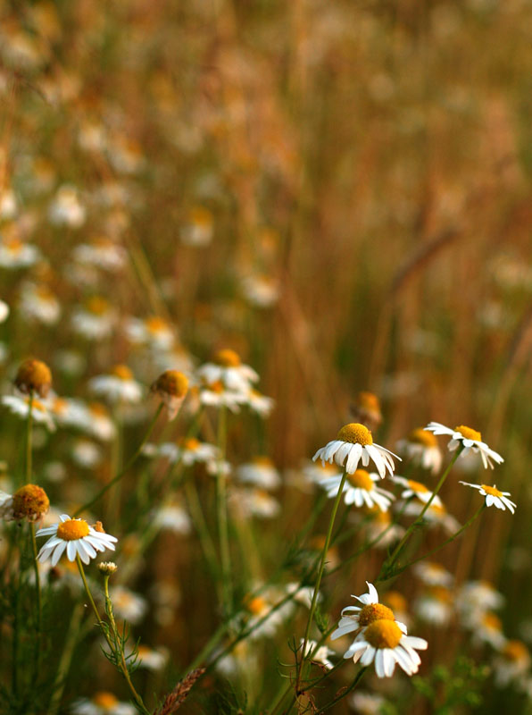 Auch Daisy, zwei hintereinander ...
