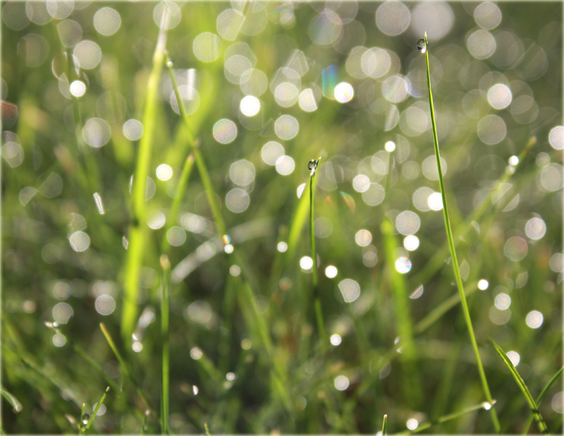 Solar World Kräuter