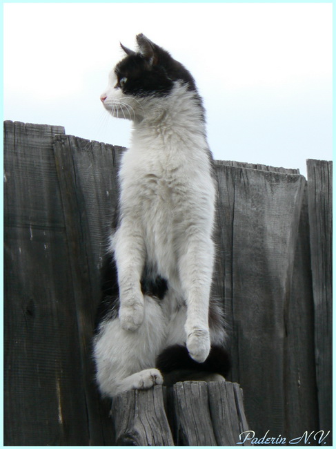 Murka nicht durchlaufen?