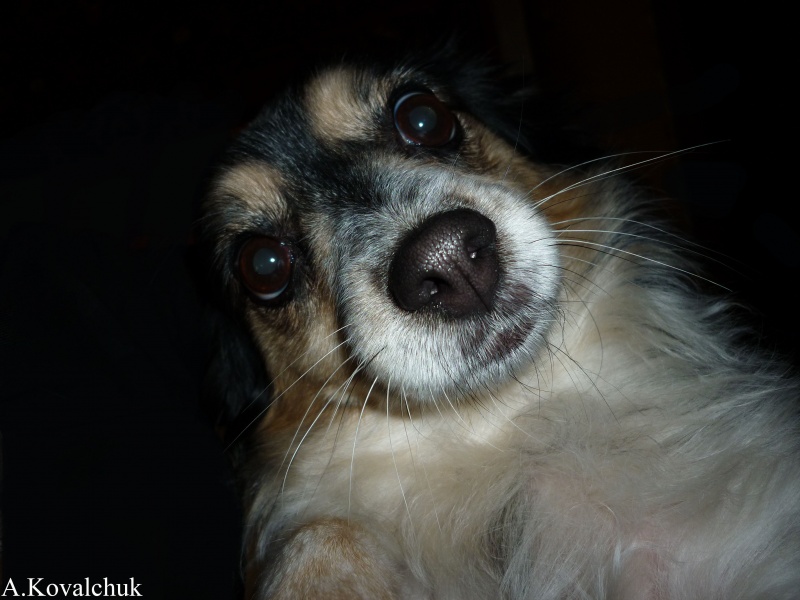 Hunde müssen auch für Intimität