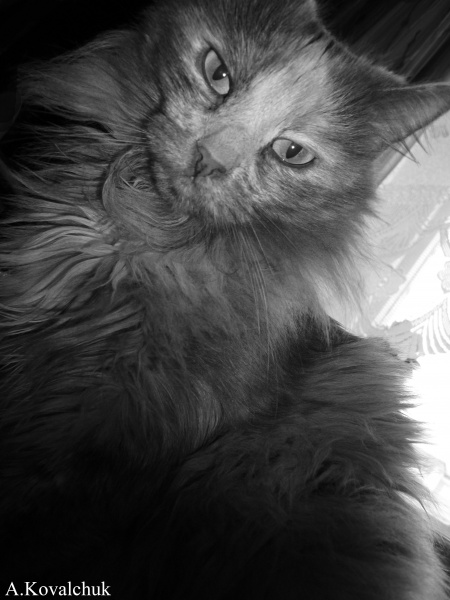 Portrait einer Katze ^ _ ^