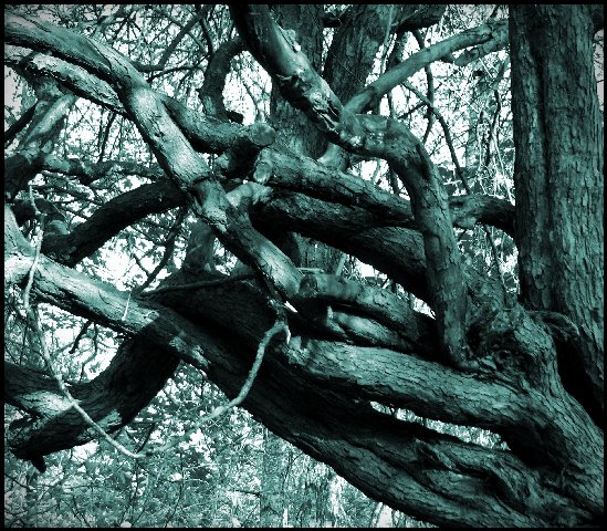 hitrjspleteniya Leben