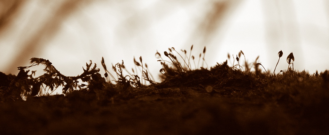 Eine Welt ohne Täuschung