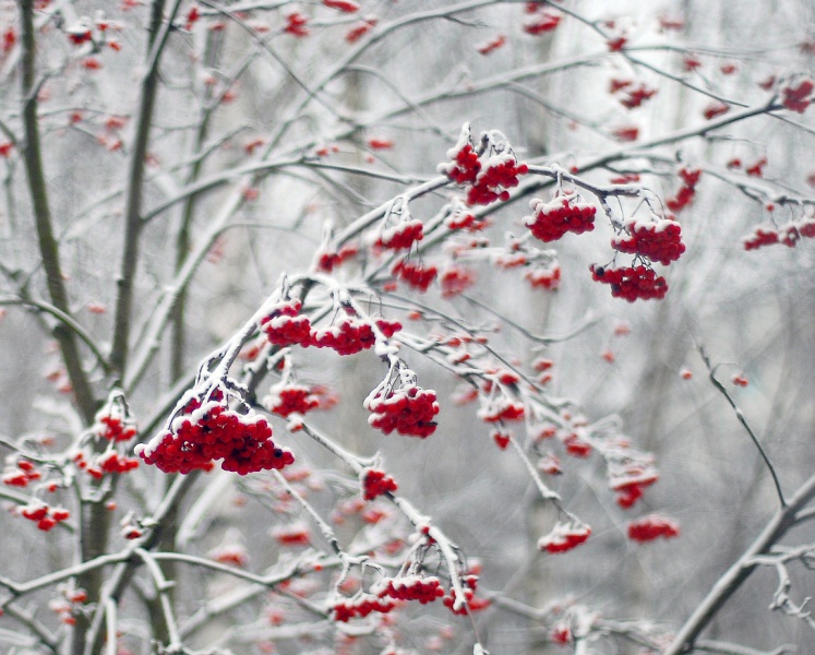 kiss of winter