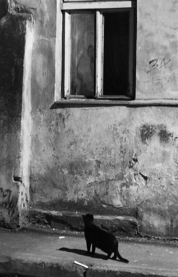 Die Katze und das Fenster