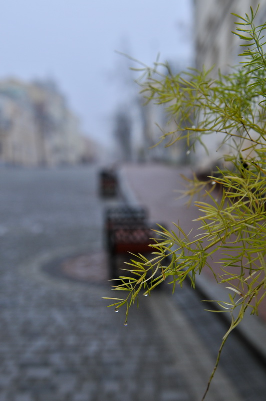 Im Nebel von allen Weinen