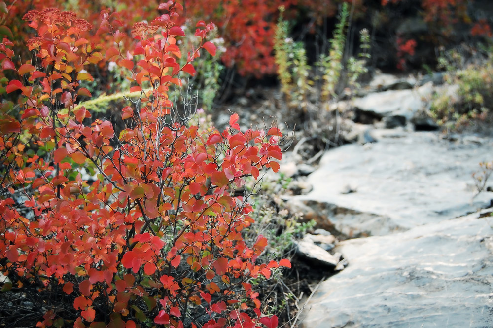 Und auf den Steinen wachsen ...