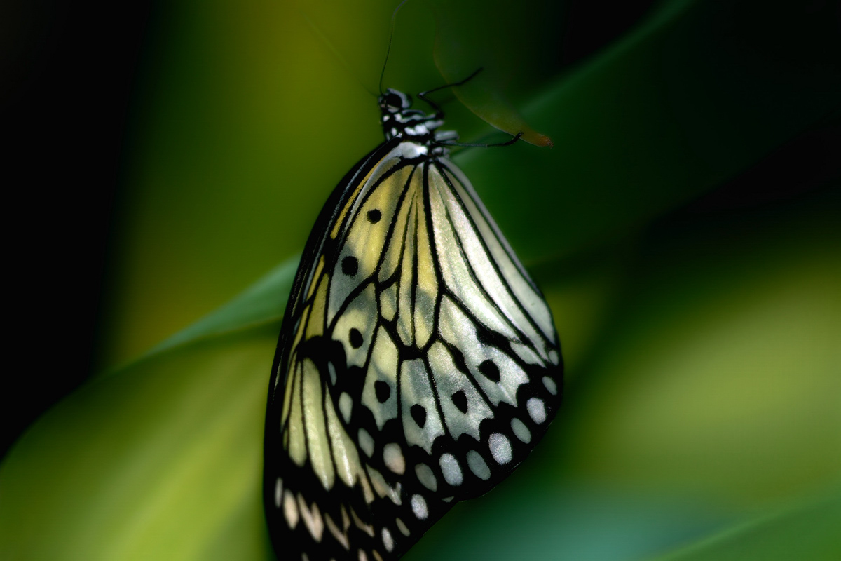 Schmetterling